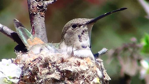 Oasis hummingbird